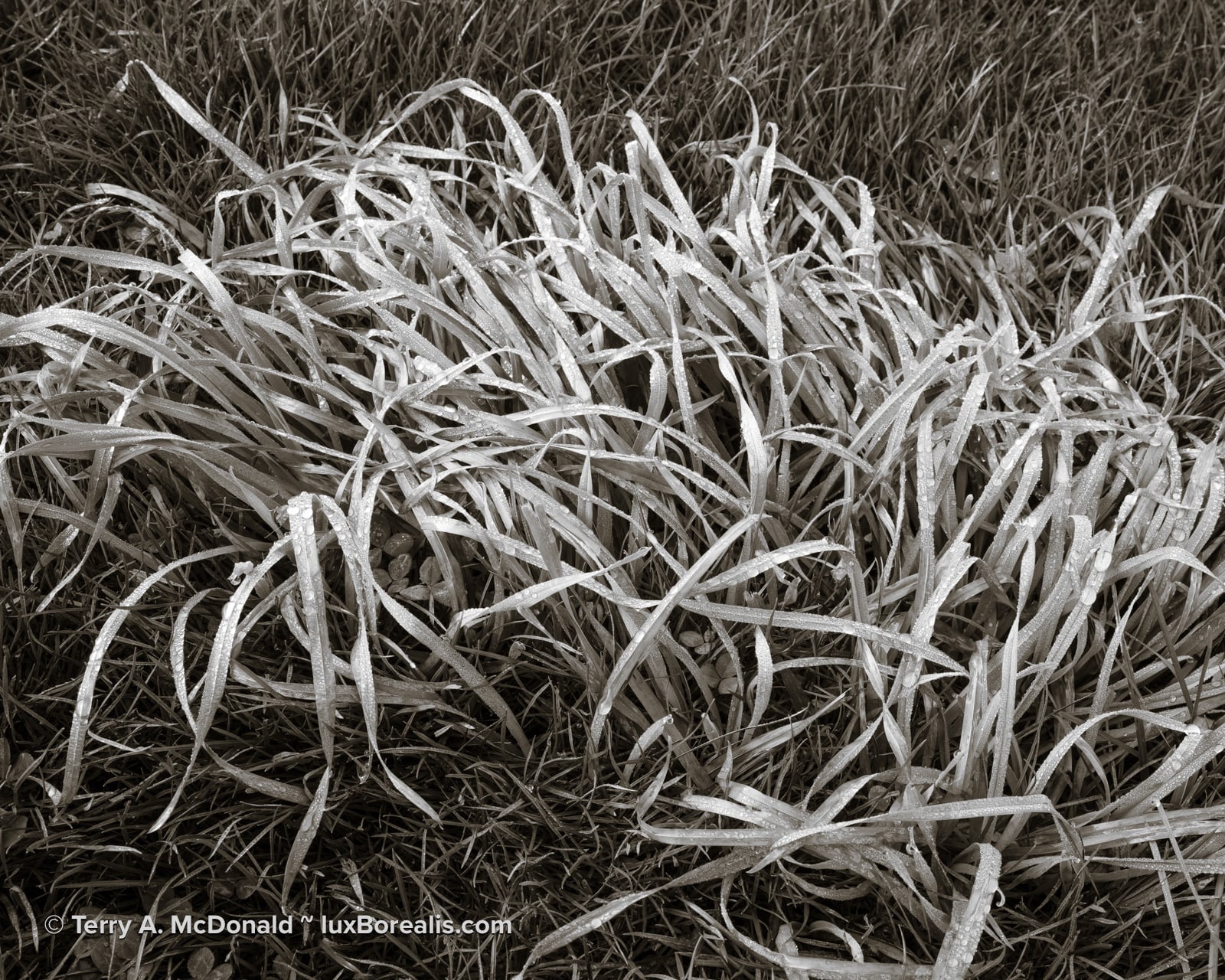 Close-up photograph of dew captured with a Fujifilm GFX 100S II and Fujinon GF 32-64mm lens.