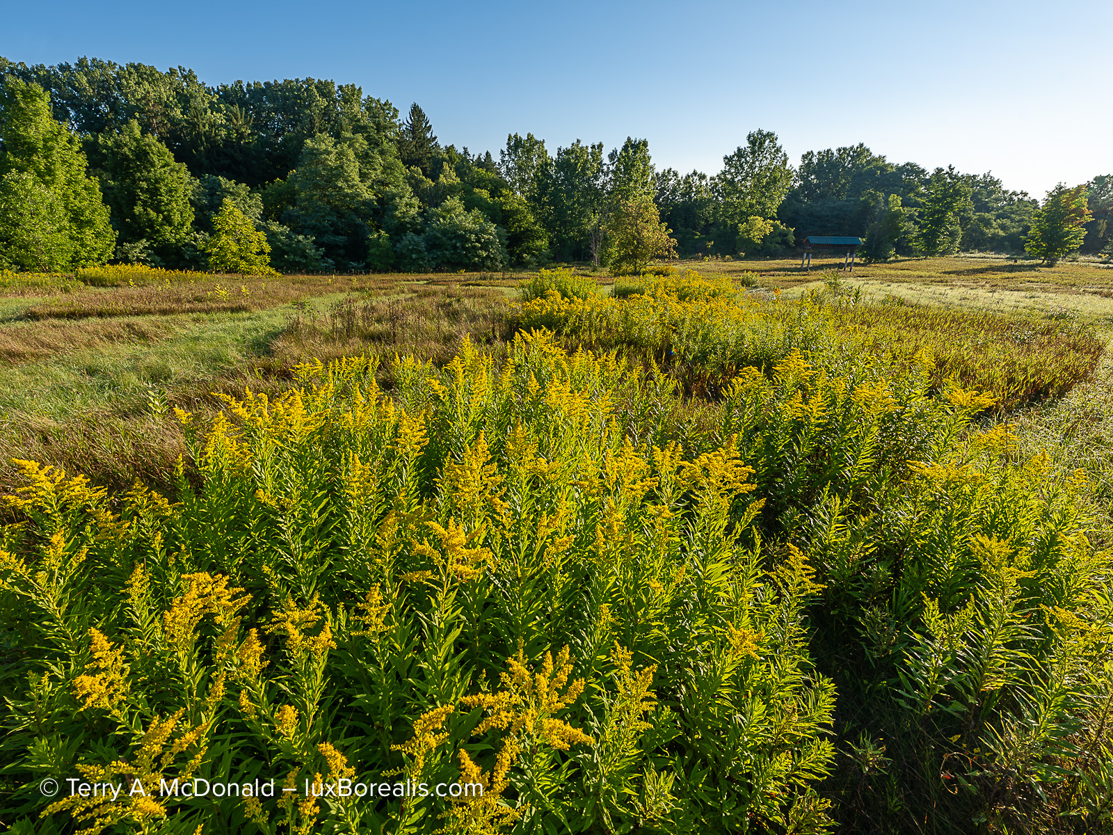 Fujifilm GFX 100S II landscape photograph of goldenrod at the Arboretum, University of Guelph, Ontario.