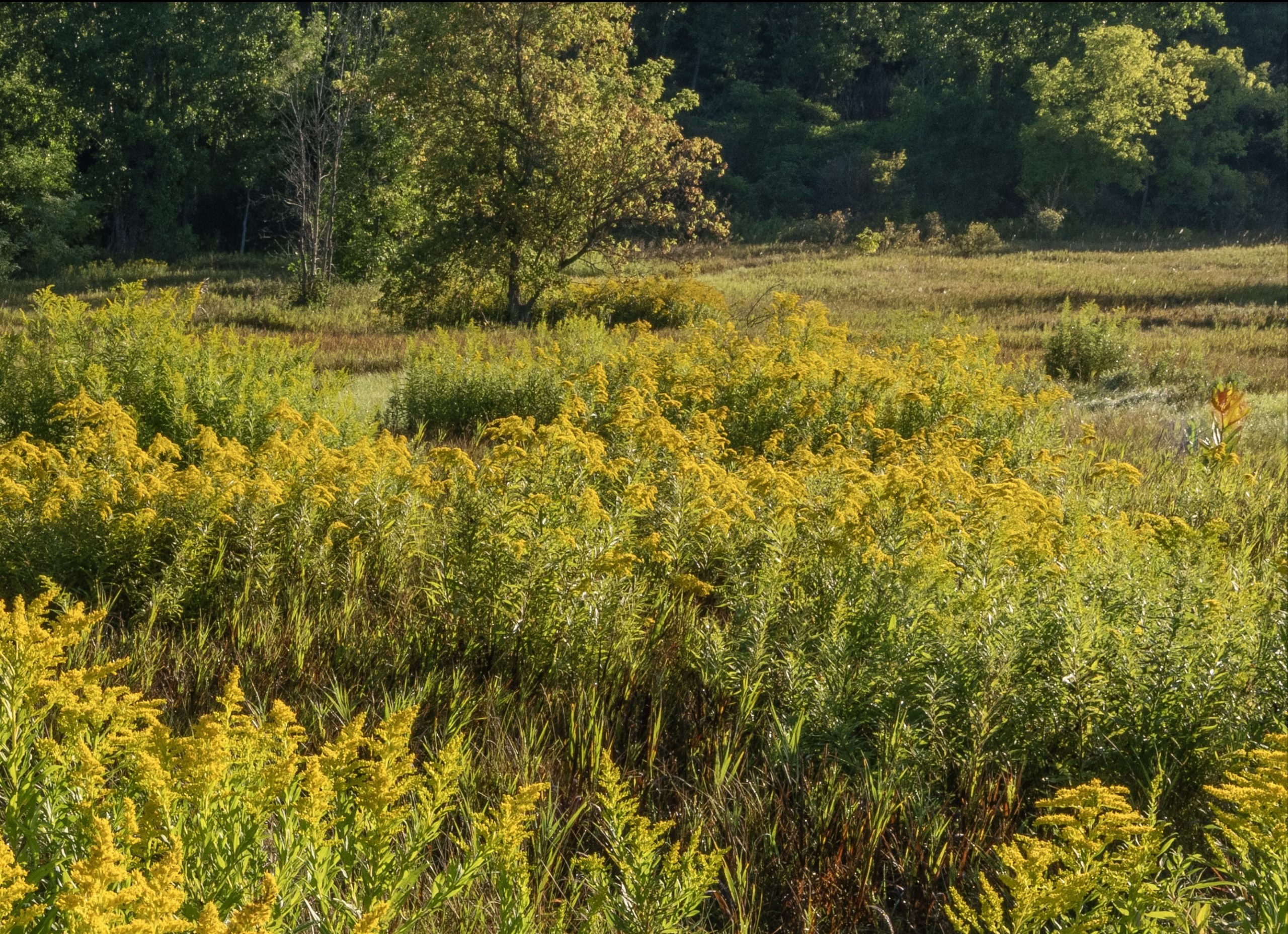 100 percent crop showing fine details in a landscape photograph captured with the Fujifilm GFX 100S II.
