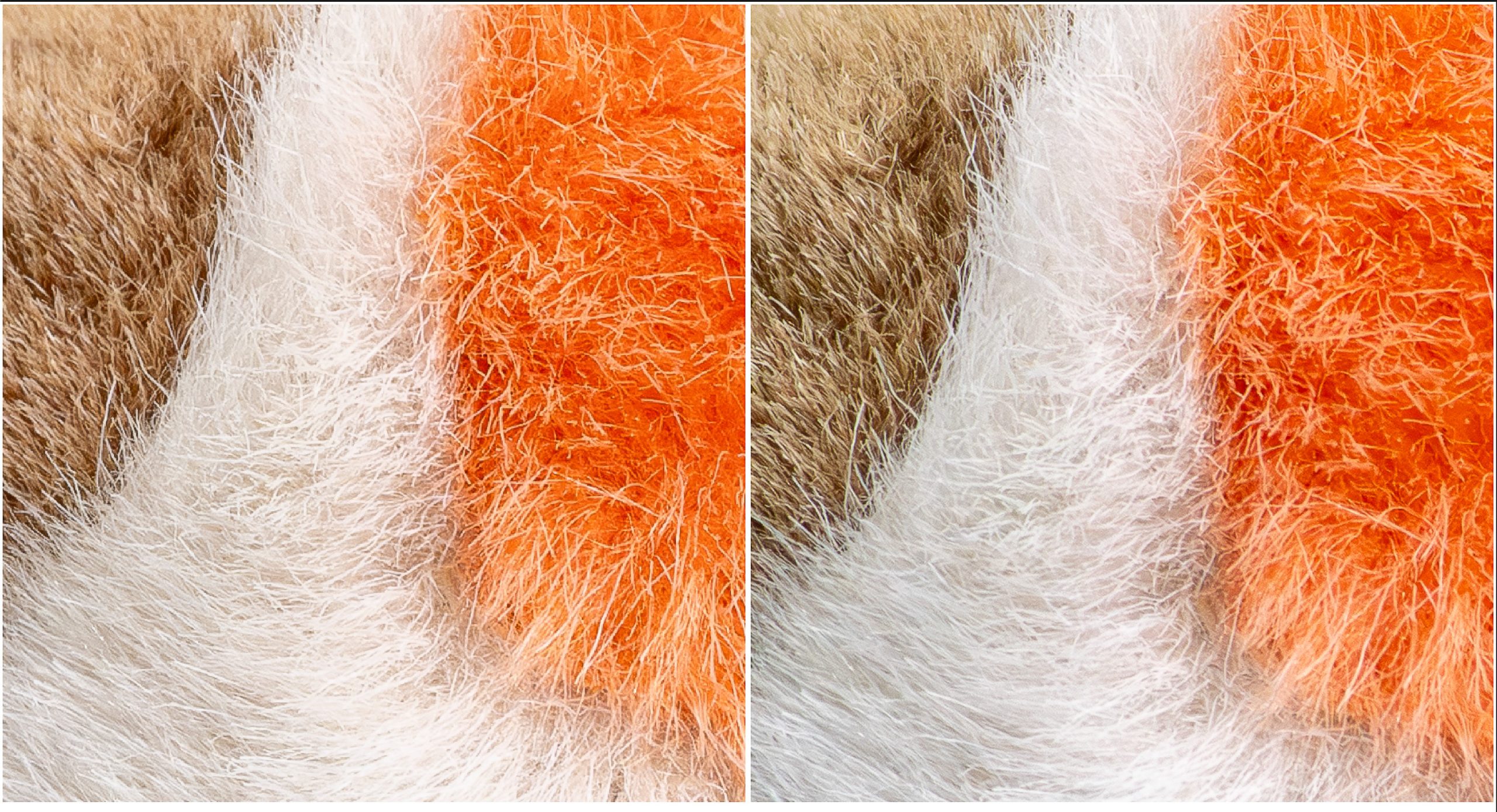 Side-by-side 200% crop of the plush bird’s orange and white fur, comparing fine feather detail from the Fujifilm GFX 100S II and Olympus OM-1.