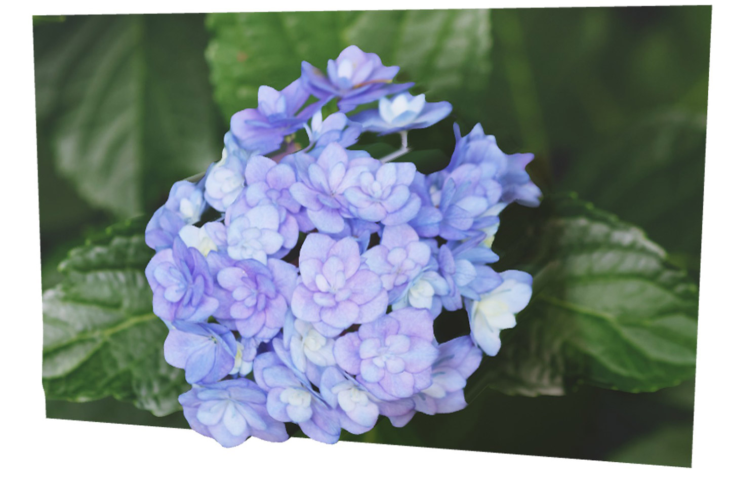 Canon Dual Pixel 3D model of a purple hydrangea flower