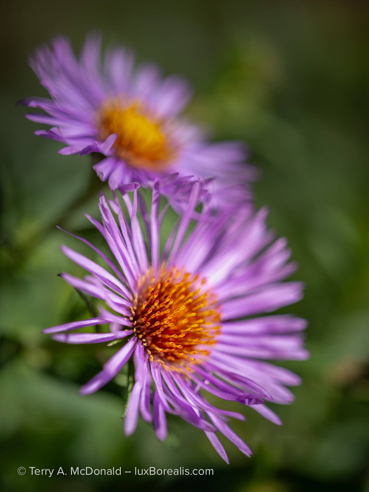 Close-up photograph of a late summer aster in Guelph, captured with a Fujifilm GFX 100S II.