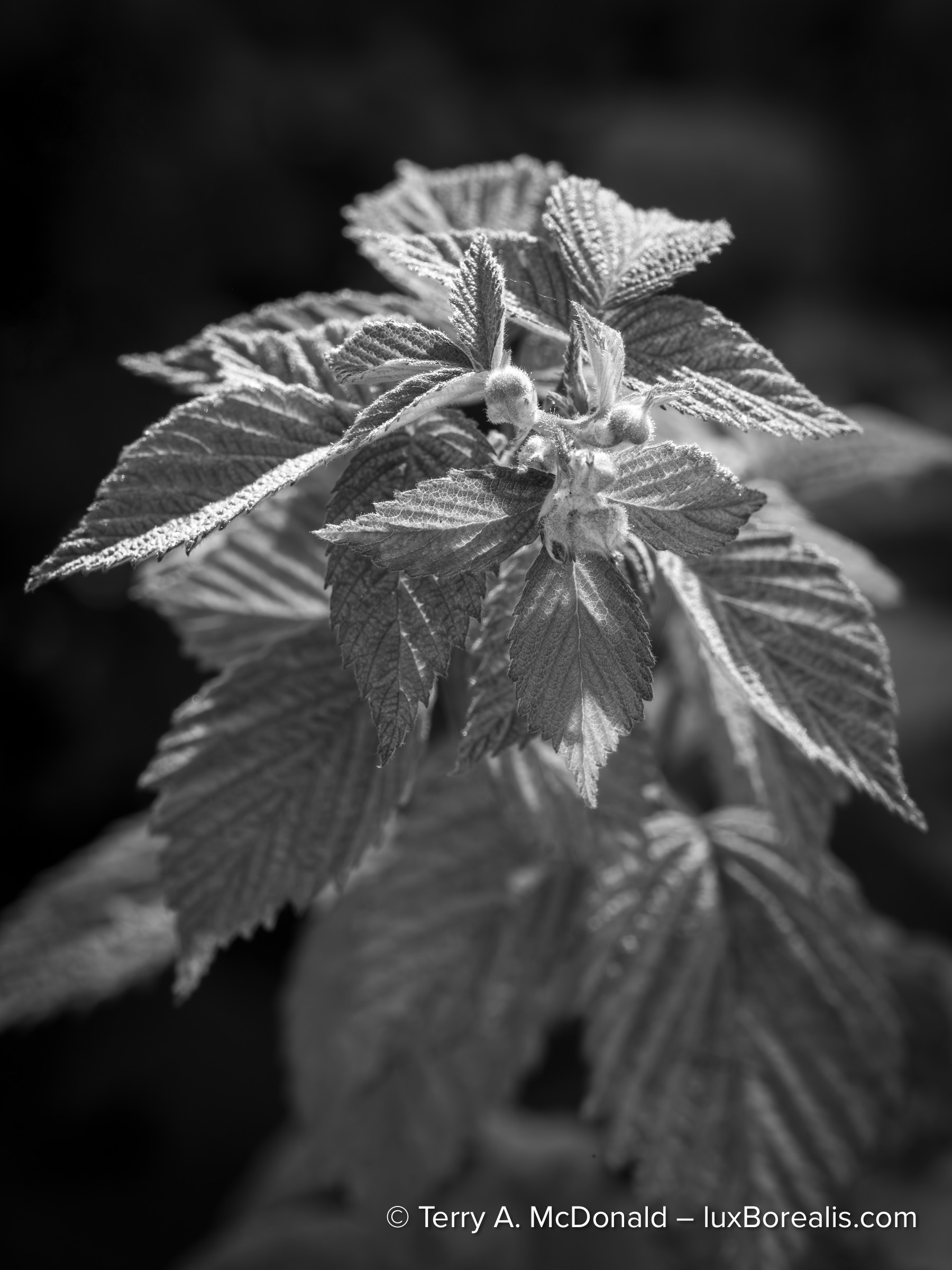 Detailed photograph of light and leaves captured with a Fujifilm GFX 100S II and macro lens.