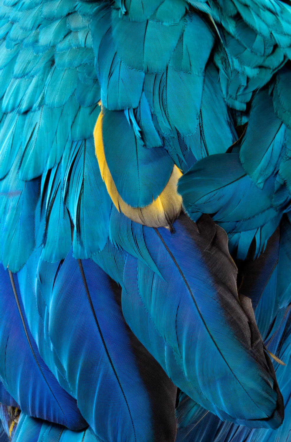 ClaireRosen BOF BlueGoldMacaw Detail Close-up of vibrant blue and yellow parrot feathers