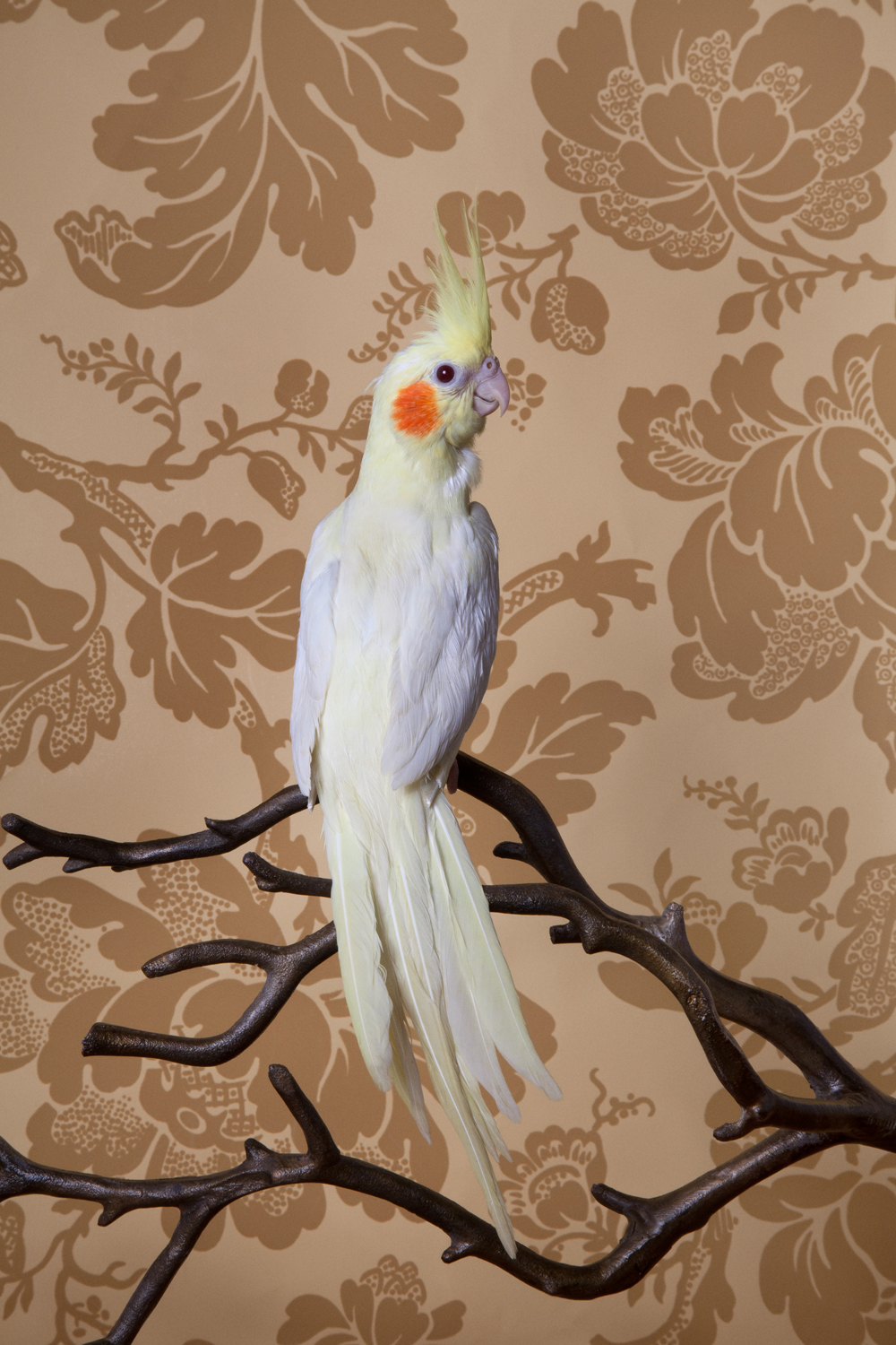 ClaireRosen BOF Lutino Cockatiel perched on a branch against floral patterned wallpaper