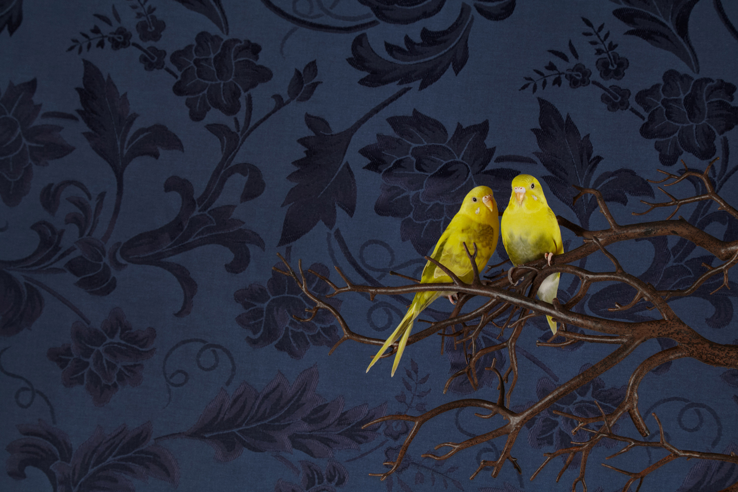 ClaireRosen BOF Two yellow budgerigars perched together on a branch against blue patterned wallpaper