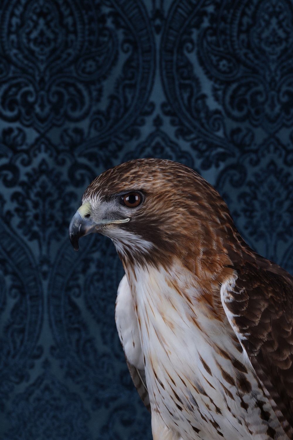 ClaireRosen BOP Close-up portrait of a red tailed hawk against dark blue patterned wallpaper