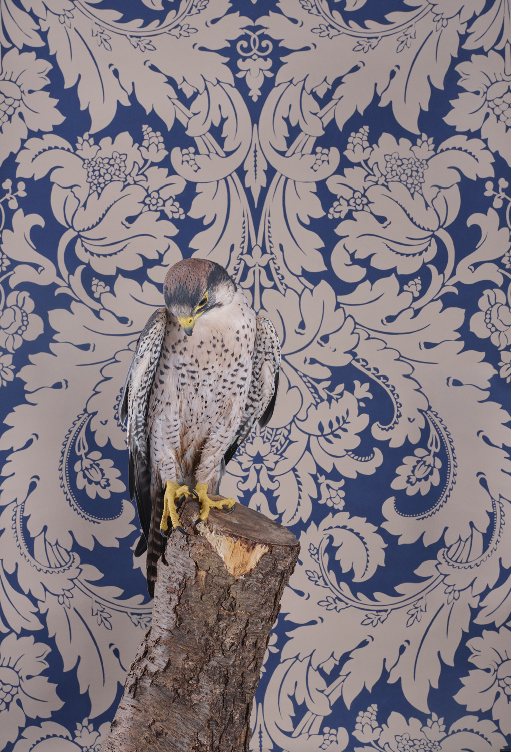 ClaireRosen BOP LannerFalcon perched on a tree stump against ornate blue and white patterned wallpaper