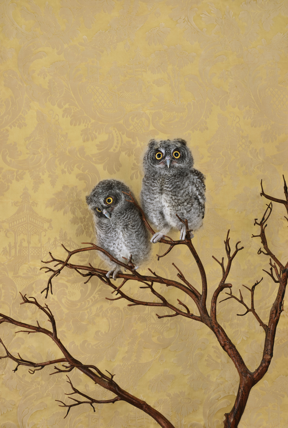 ClaireRosen BOP Two Young Spotted Eagle Owlets perched on branches against a patterned wallpaper background