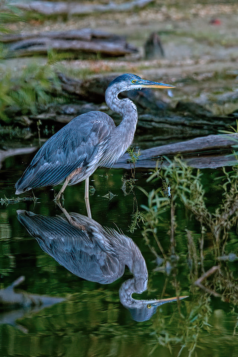 gene zonis reflections