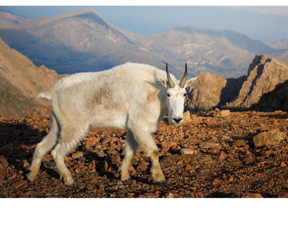 Mountain goat standing on rocky terrain with mountains in the background.
