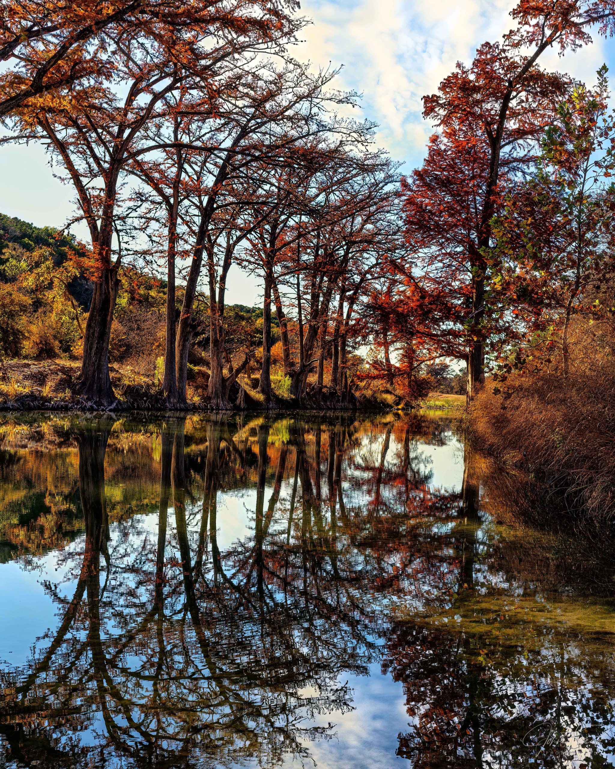 Conserved Cypress on the Guadalupe River