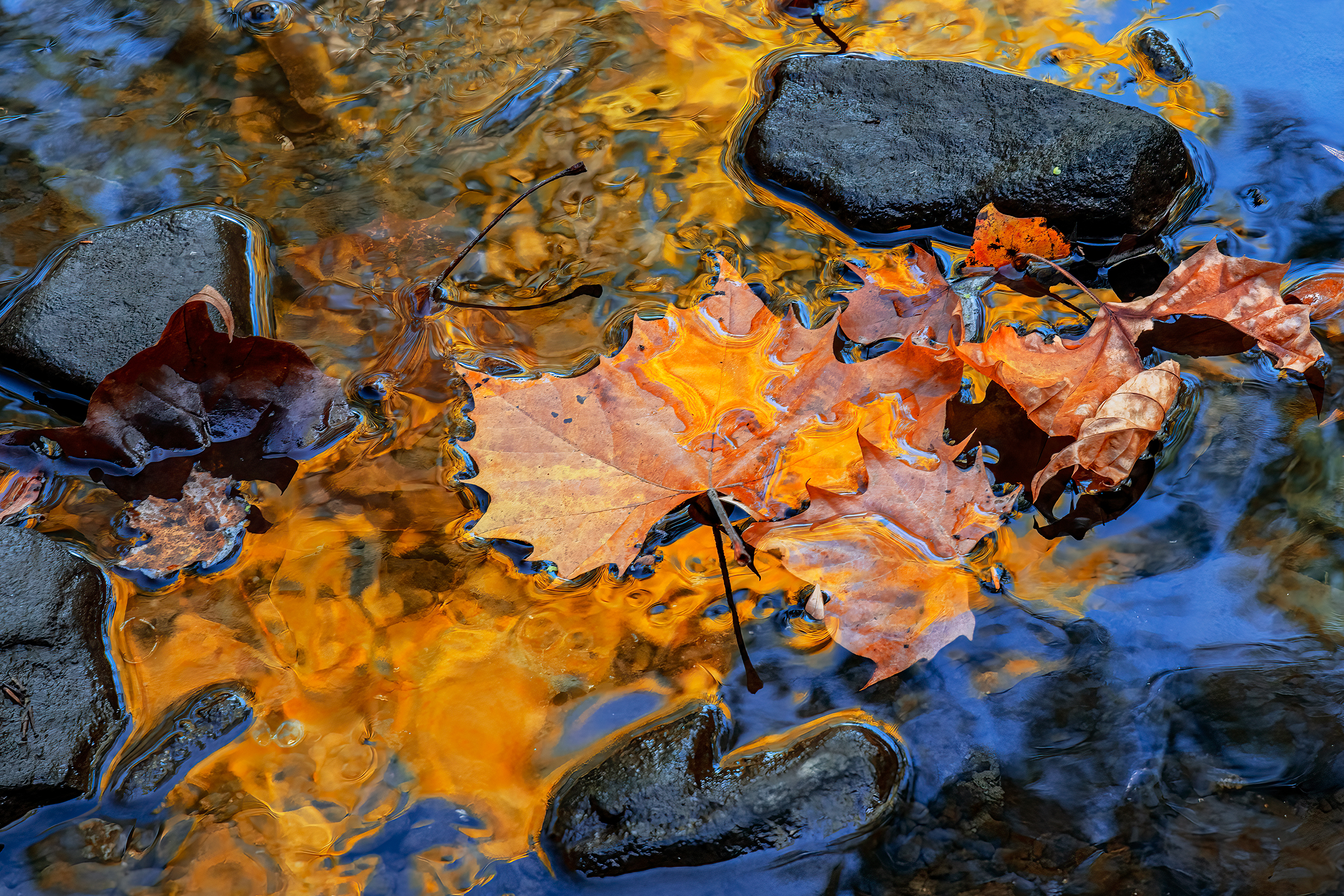 john snell reflectios Leaves Aglow