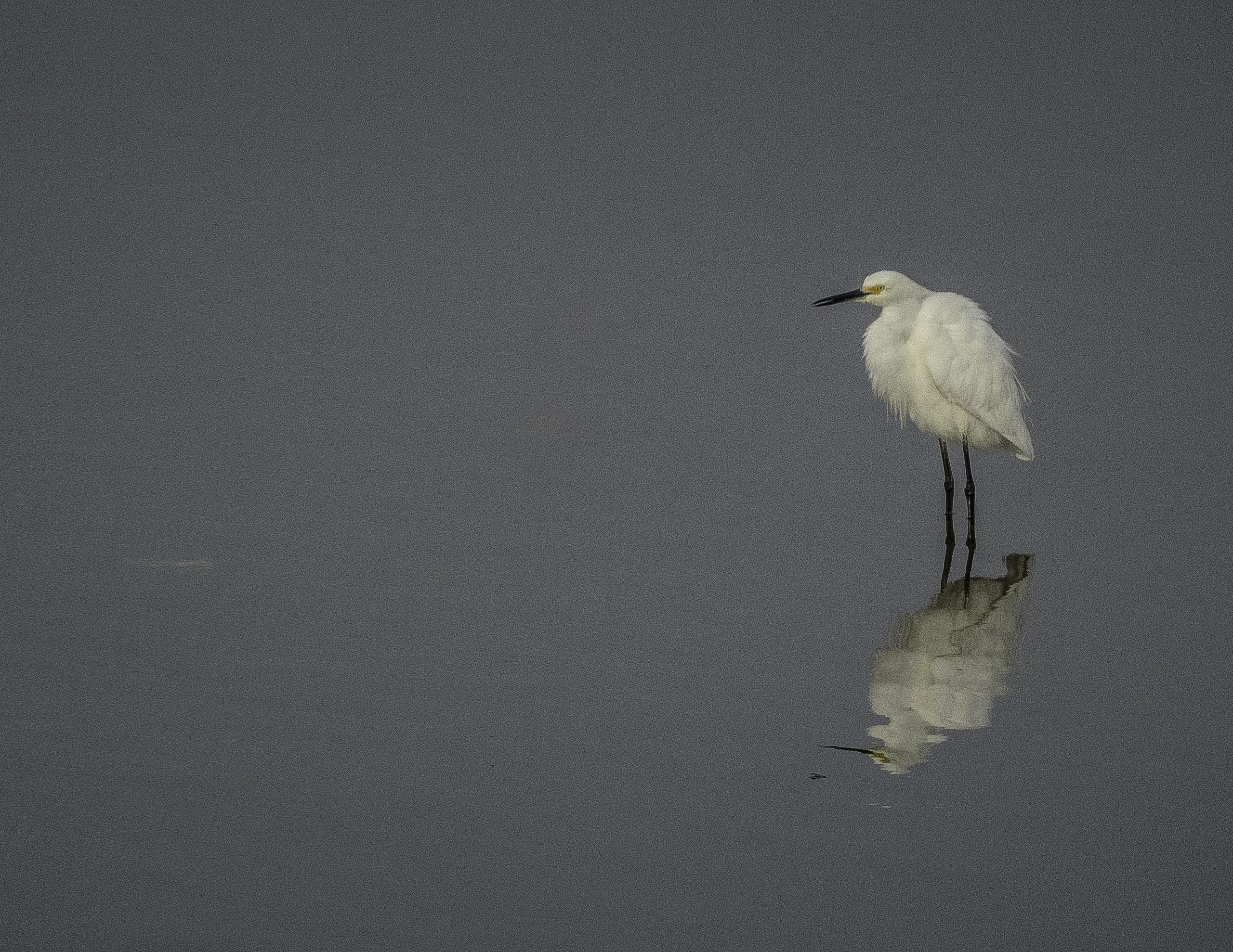 michael vervier reflections