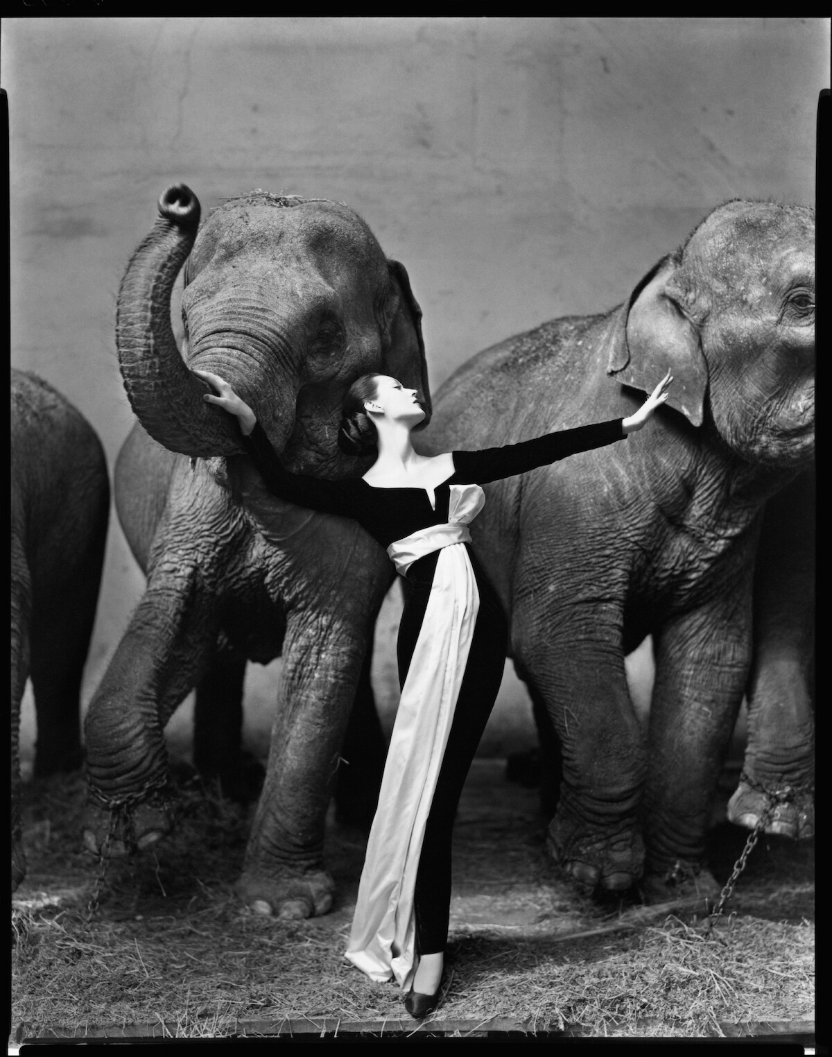 Richard Avedon's Dovima with Elephants fashion photograph from 1955