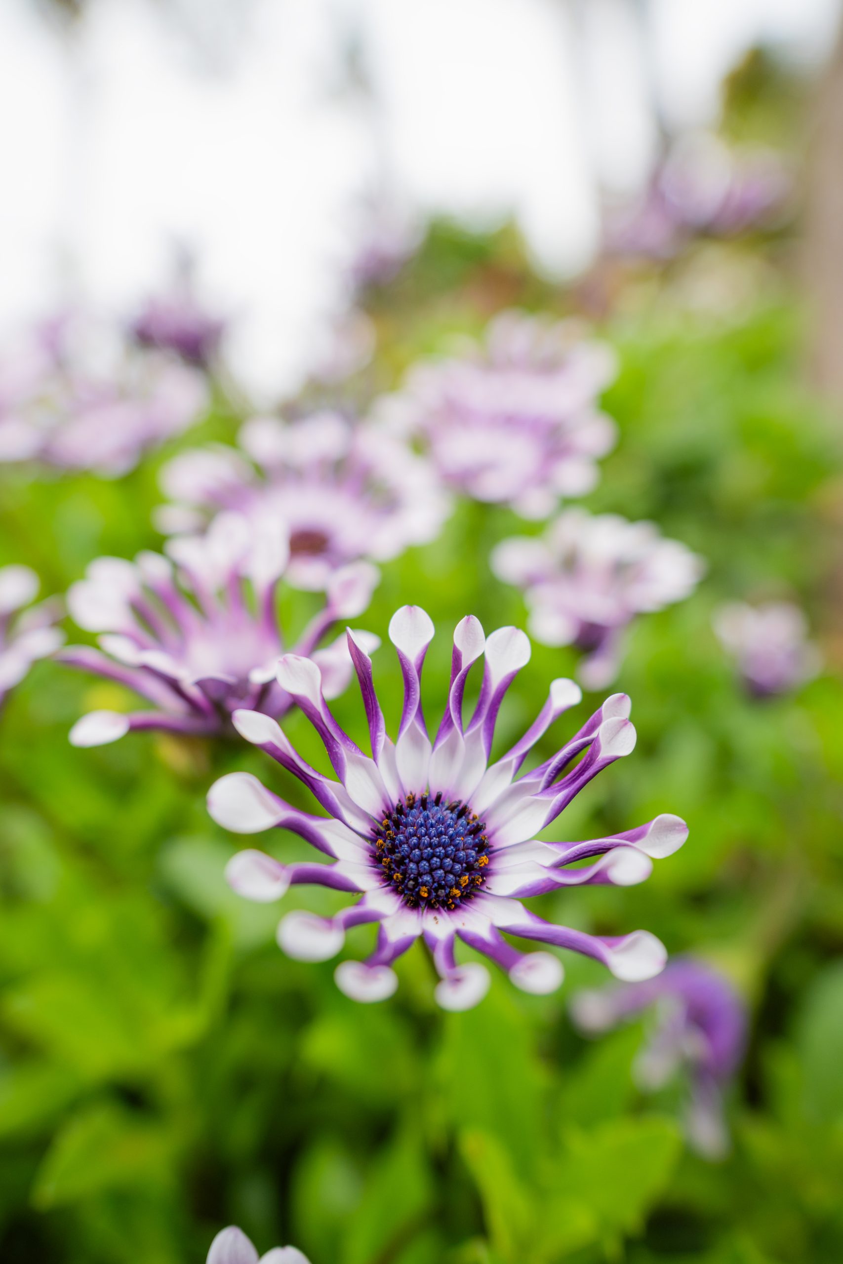 Purple and white flowers photographed with a shallow depth of field, showing the lens's background blur.